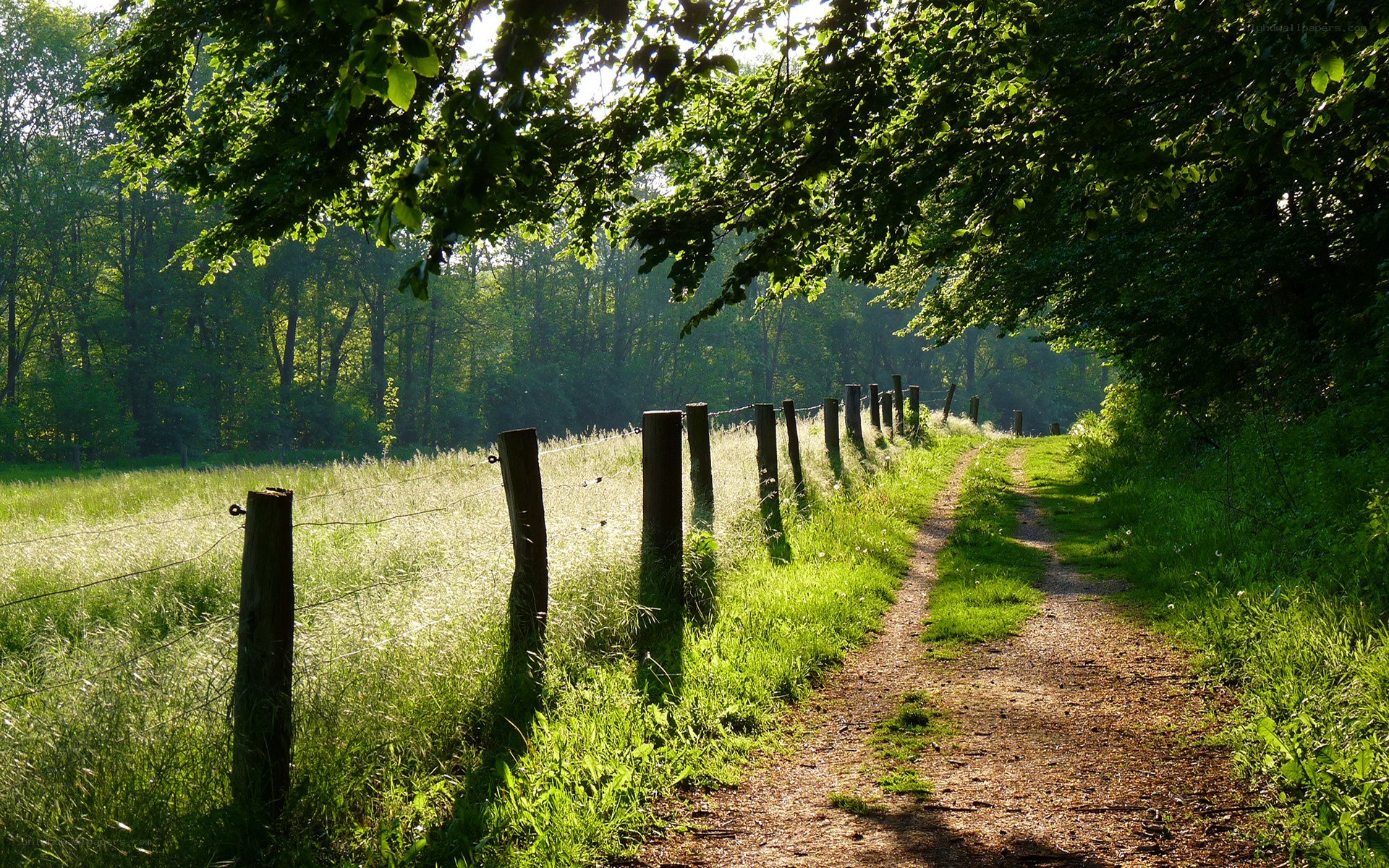 Path through a sunlit forest