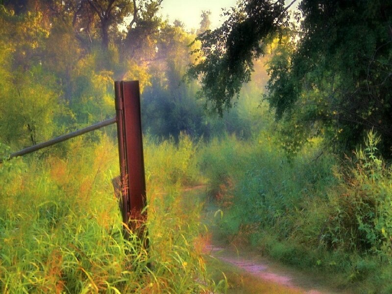 Path through a sunlit forest