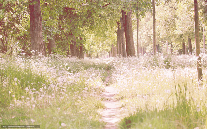 Path through a sunlit forest