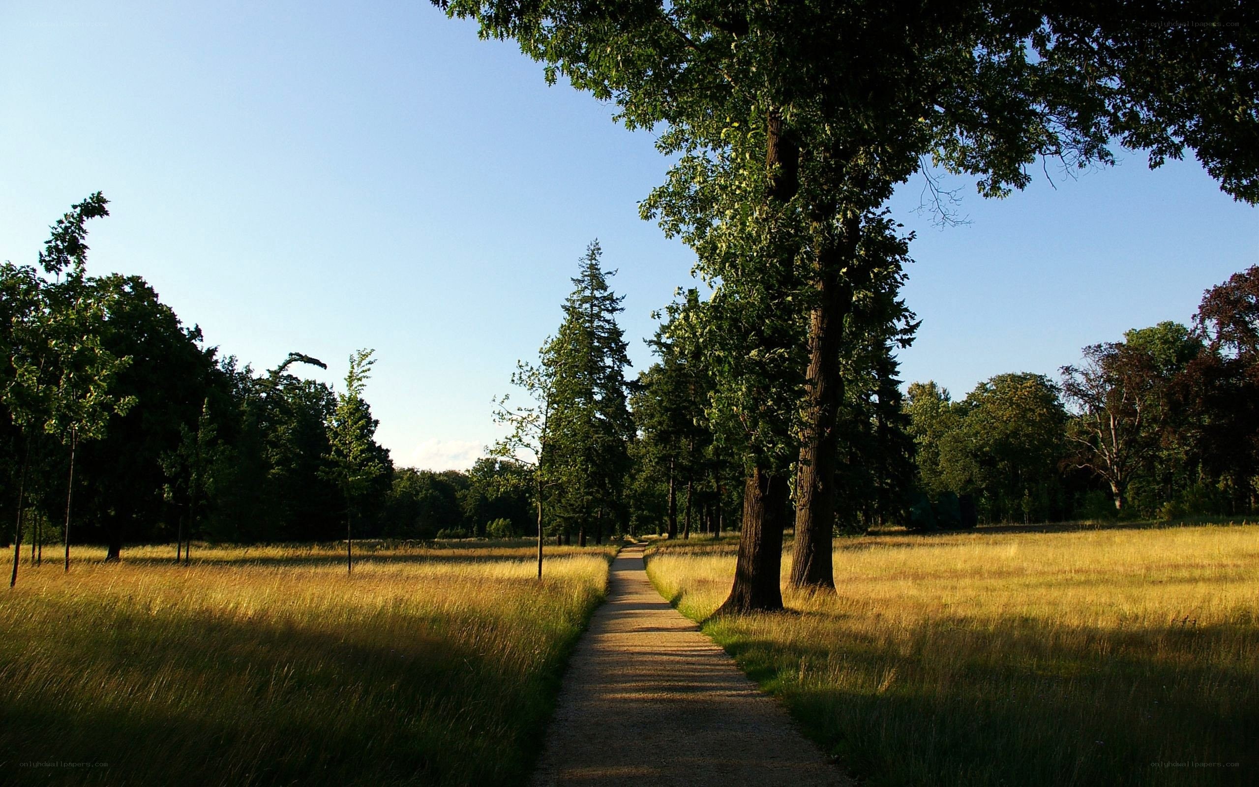 Path through a sunlit meadow