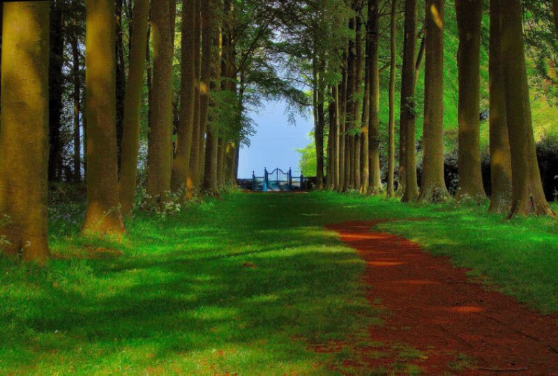 Path through a tree-lined avenue