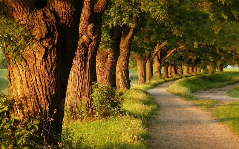 Path through a tree-lined grove