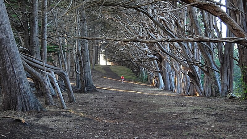 Path through a tree tunnel