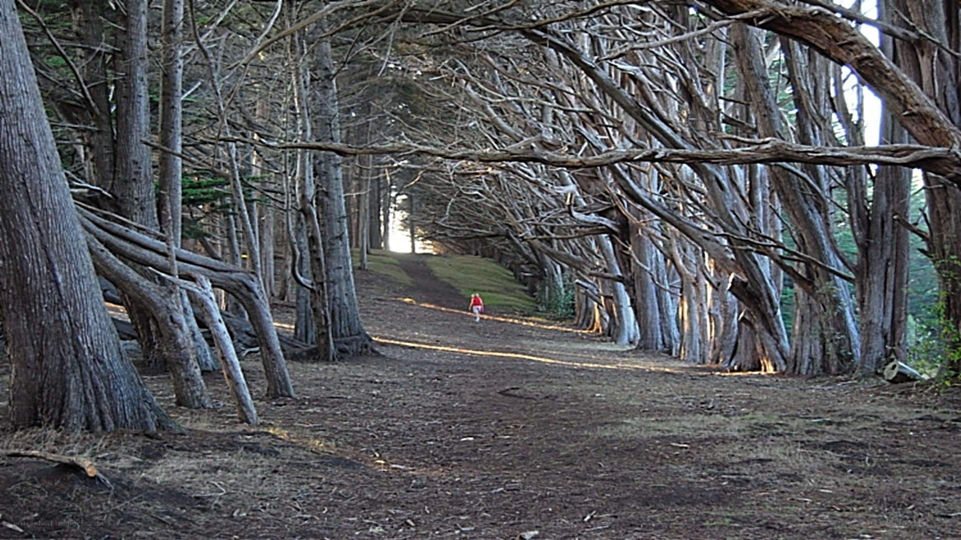 Path through a tree tunnel