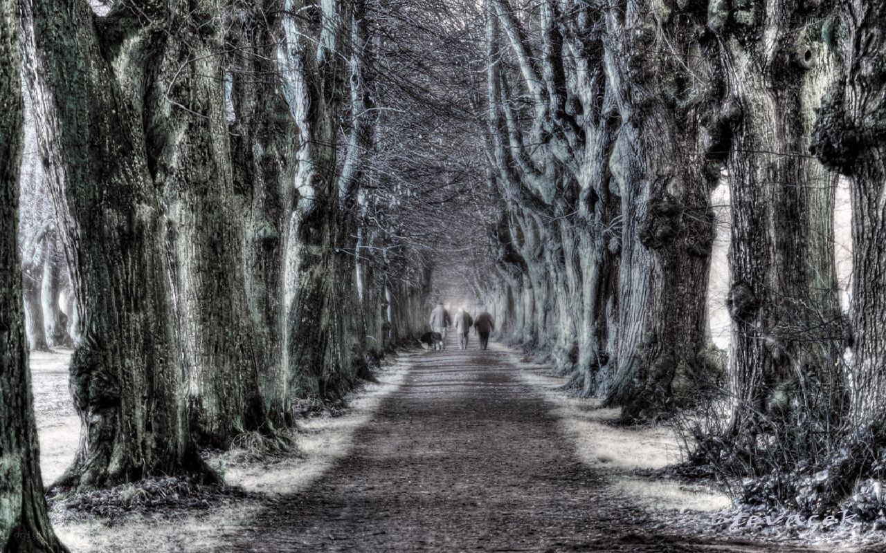 Path through a tree tunnel