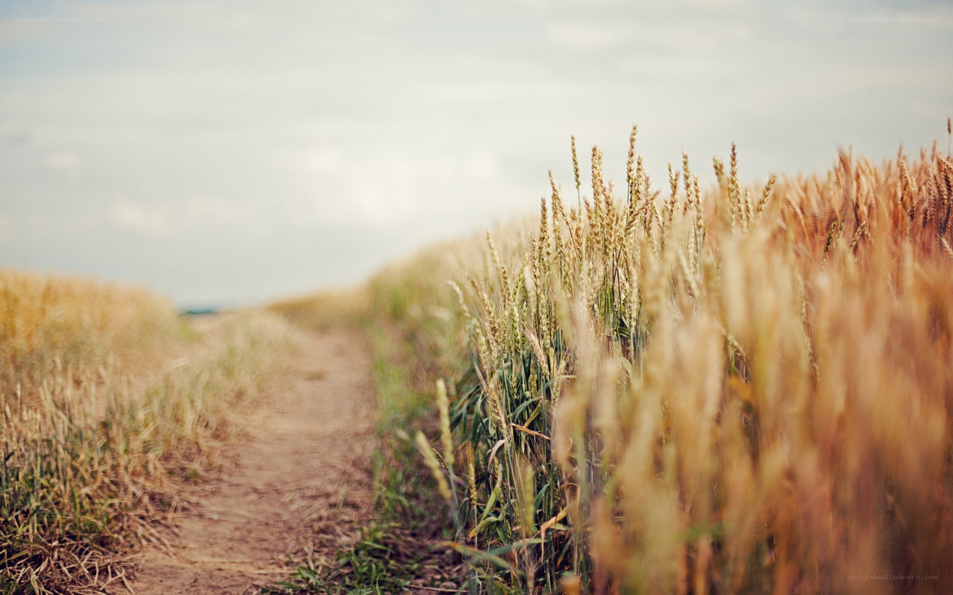 Path through a wheat field
