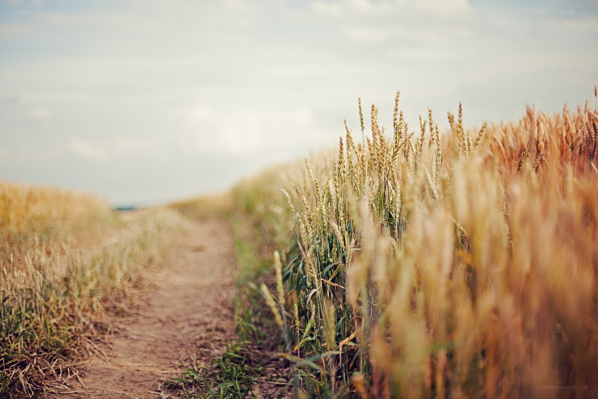 Path through a wheat field