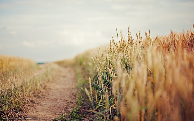 Path through a wheat field