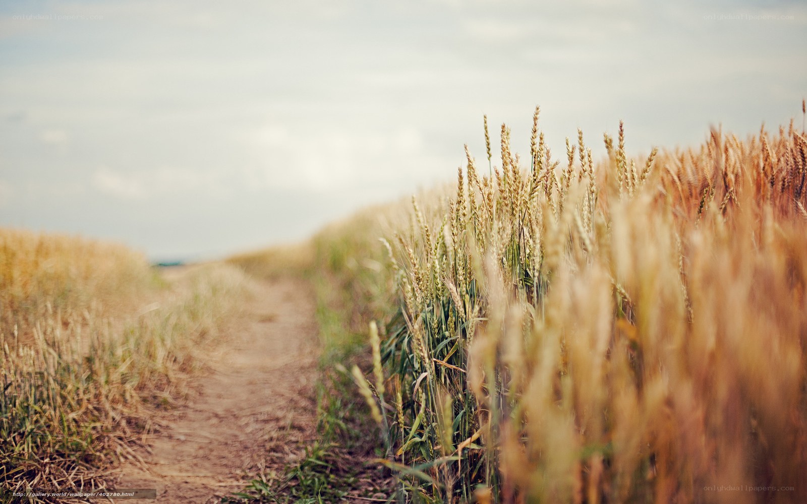 Path through a wheat field