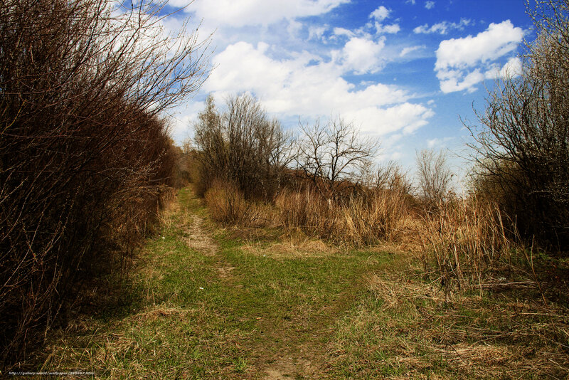 Path through a wooded area