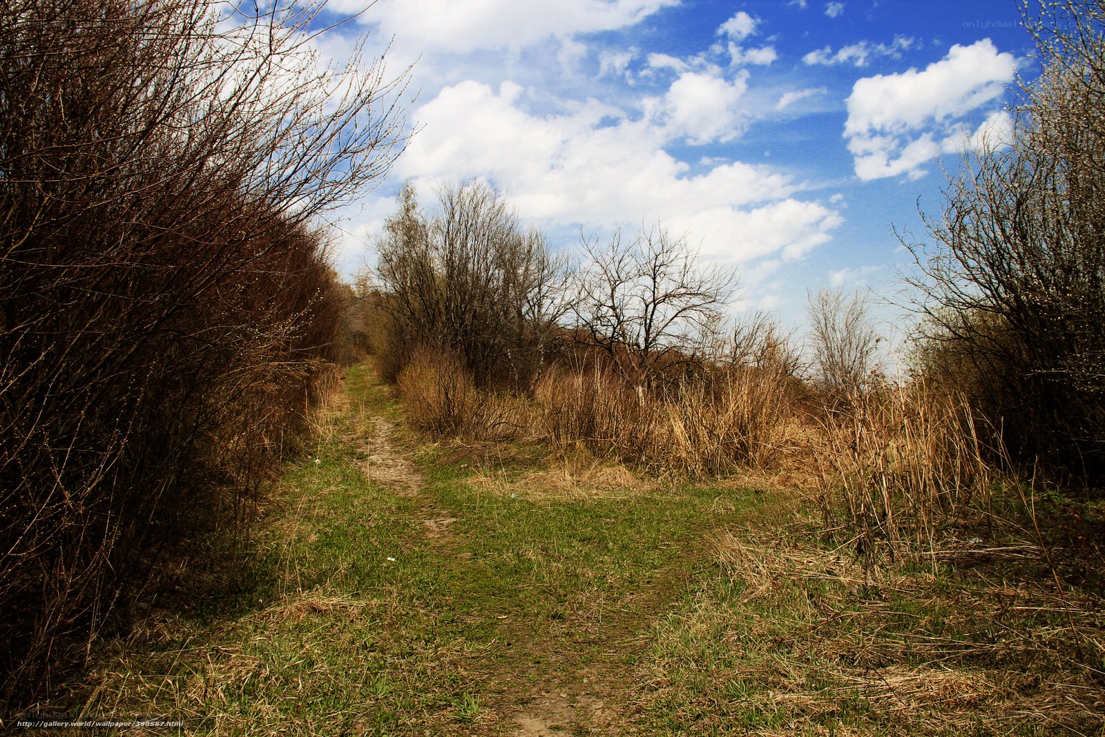 Path through a wooded area