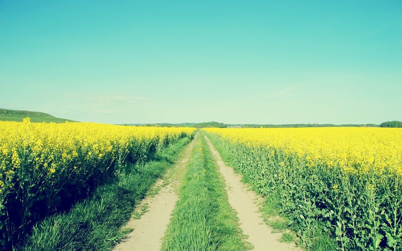 Path through a yellow flower field