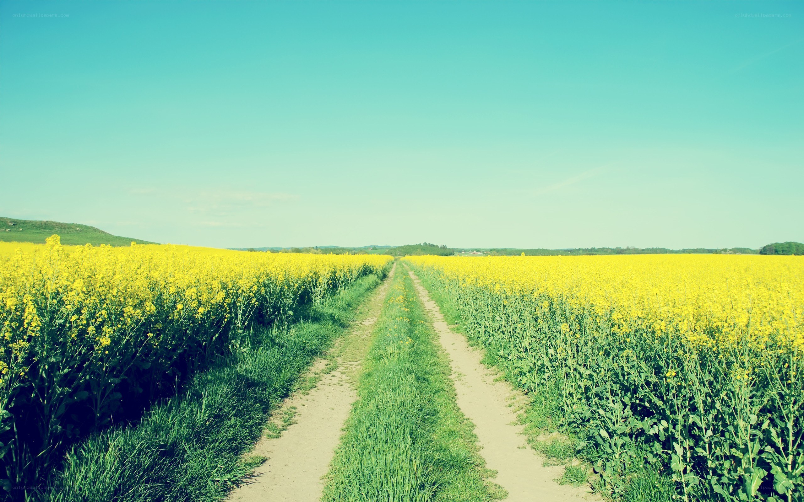 Path through a yellow flower field