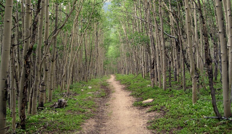 Path Through Aspen Forest — Green, Serene