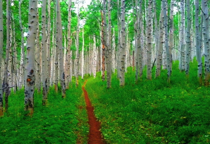 Path Through Aspen Forest — Green