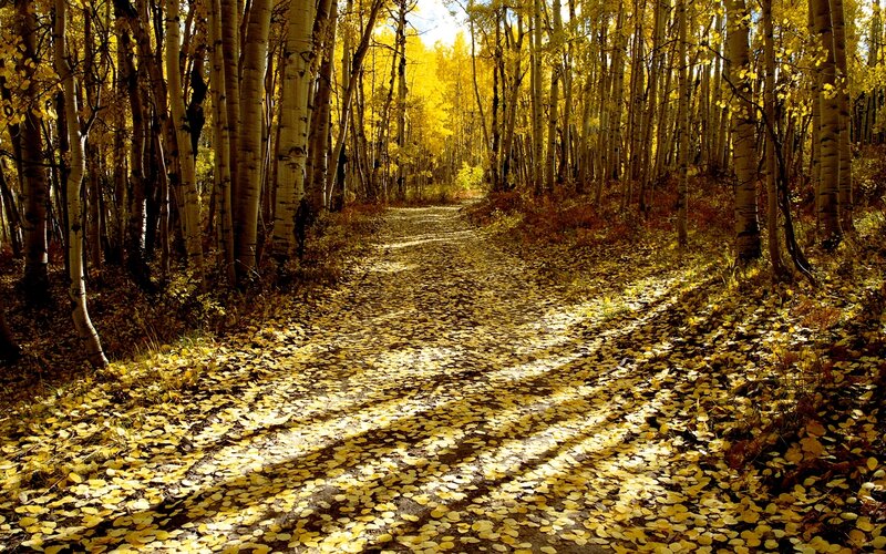 Path Through Aspen Forest