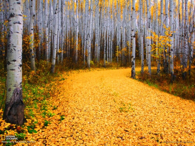 Path Through Aspen Forest — Yellow, Serene
