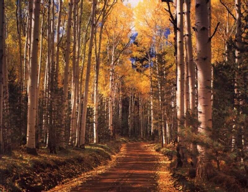 Path Through Aspen Forest — Yellow
