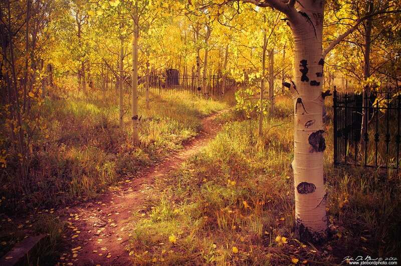 Path Through Aspen Grove