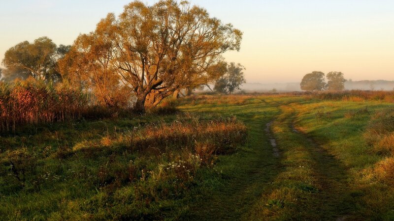 Path Through Autumn Field — Green, Serene