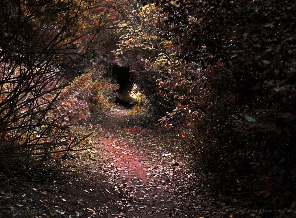 Path through autumn foliage