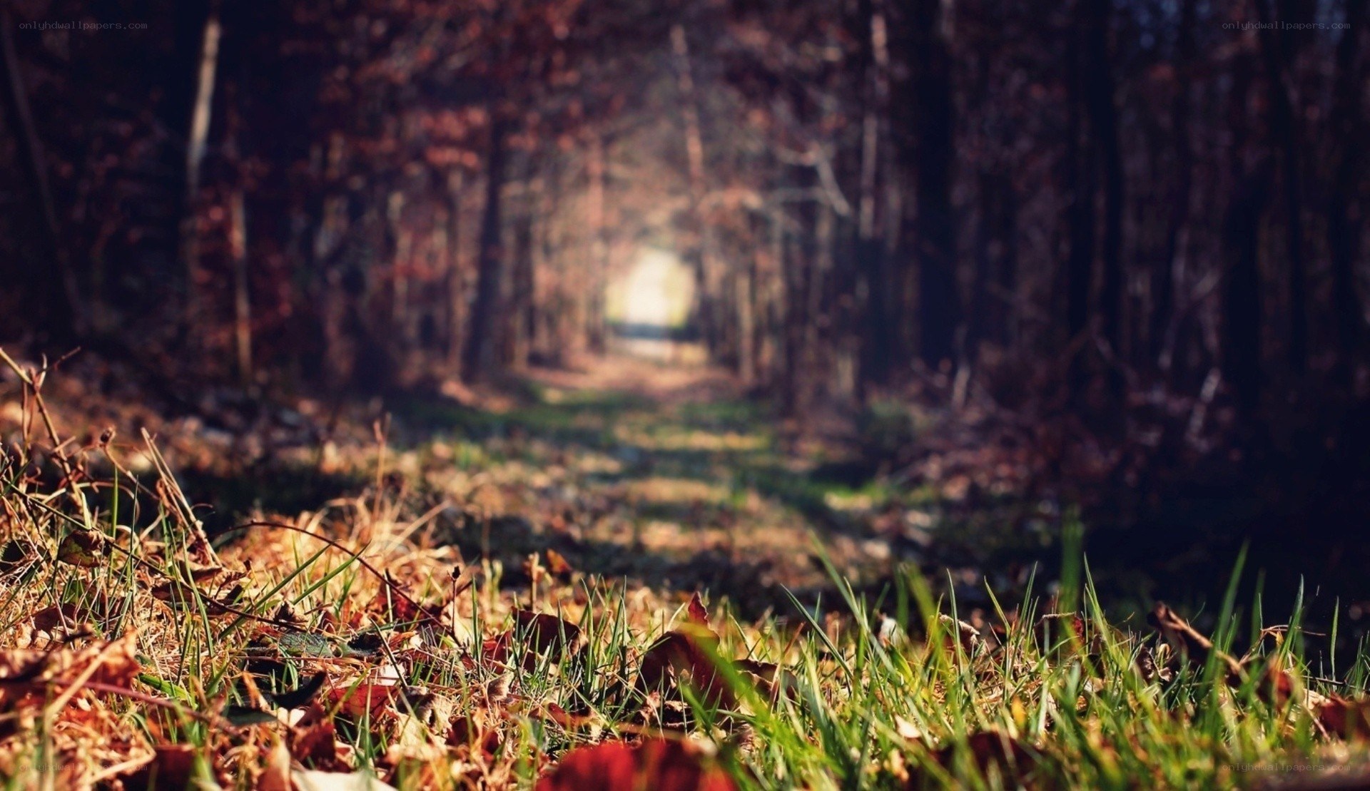 path through autumn forest