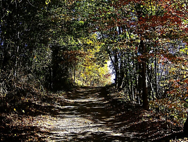 Path through autumn forest
