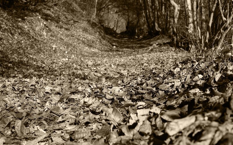 Path through autumn forest