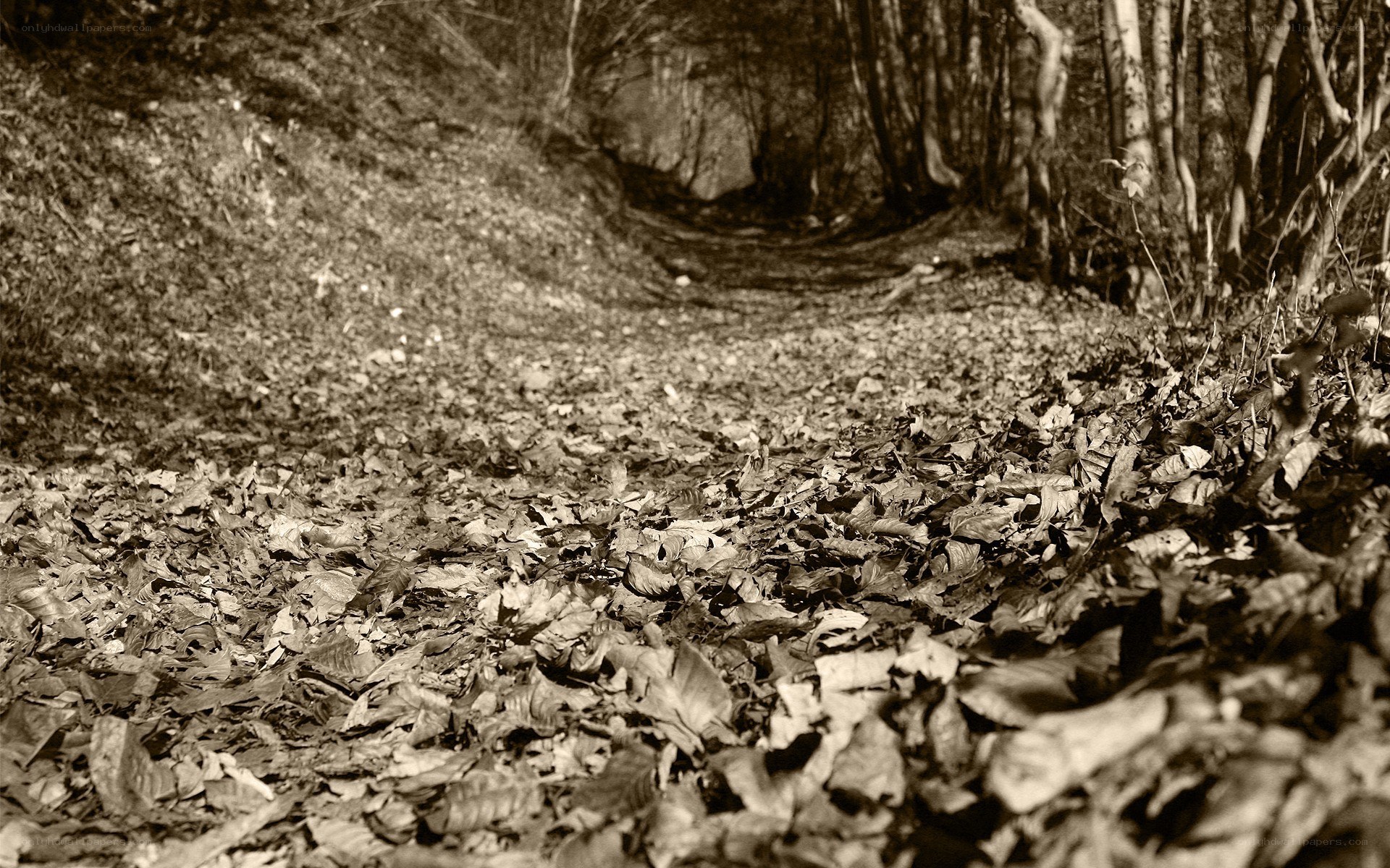 Path through autumn forest