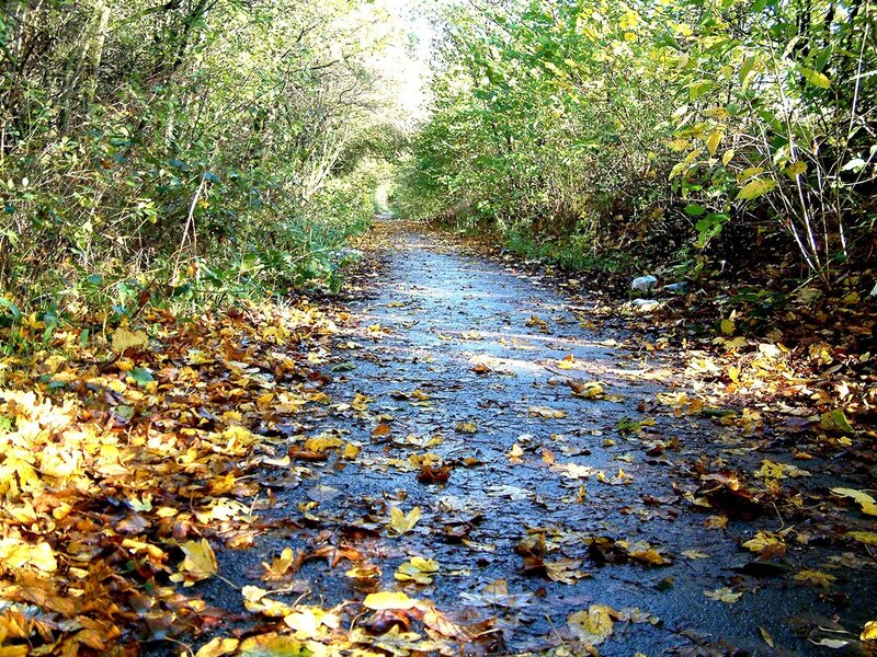 Path through autumn forest