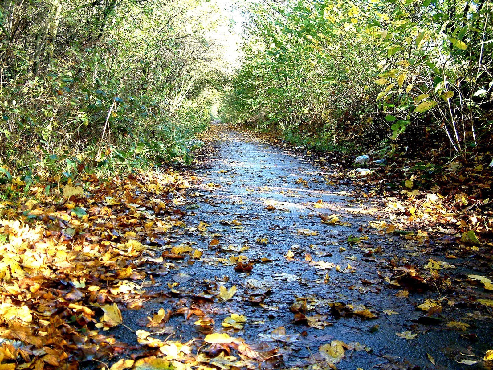 Path through autumn forest