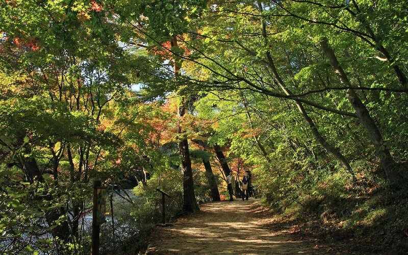 Path through autumn forest