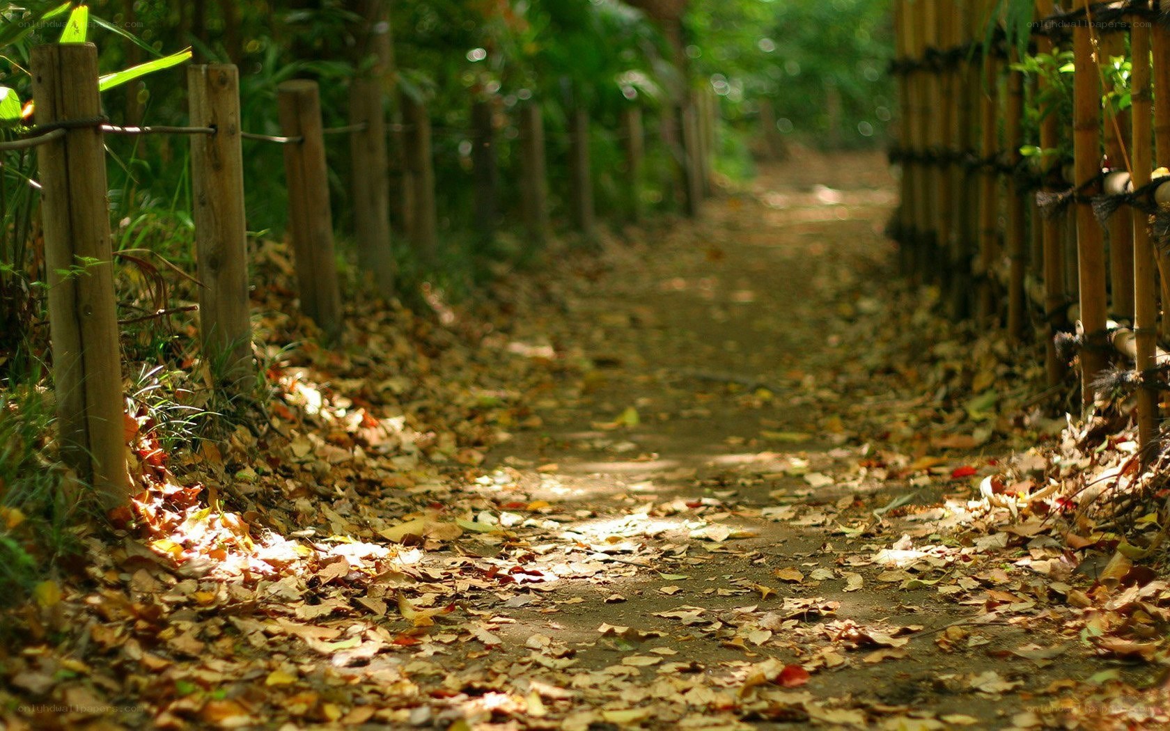 path through autumn forest