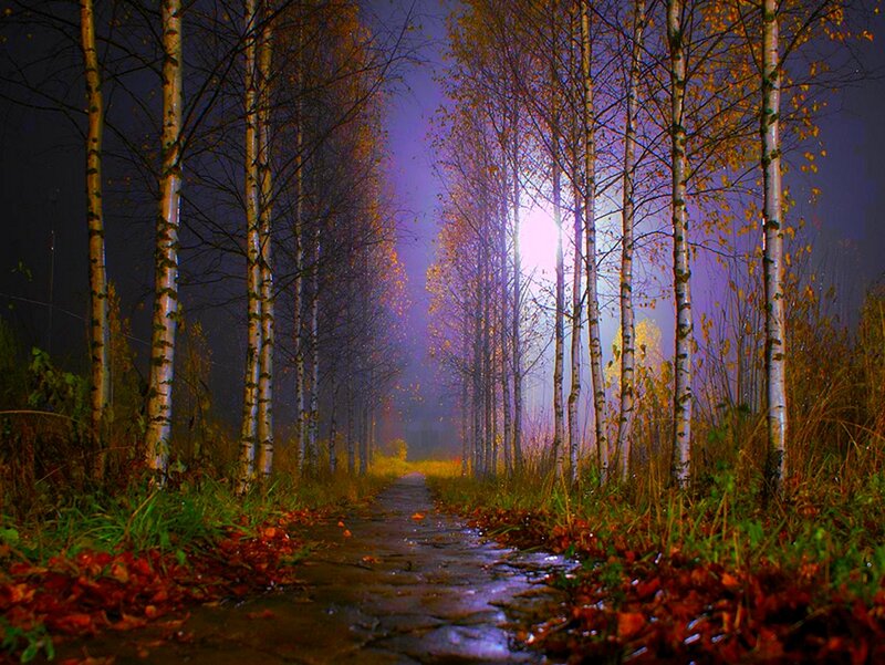 Path through autumn forest at night