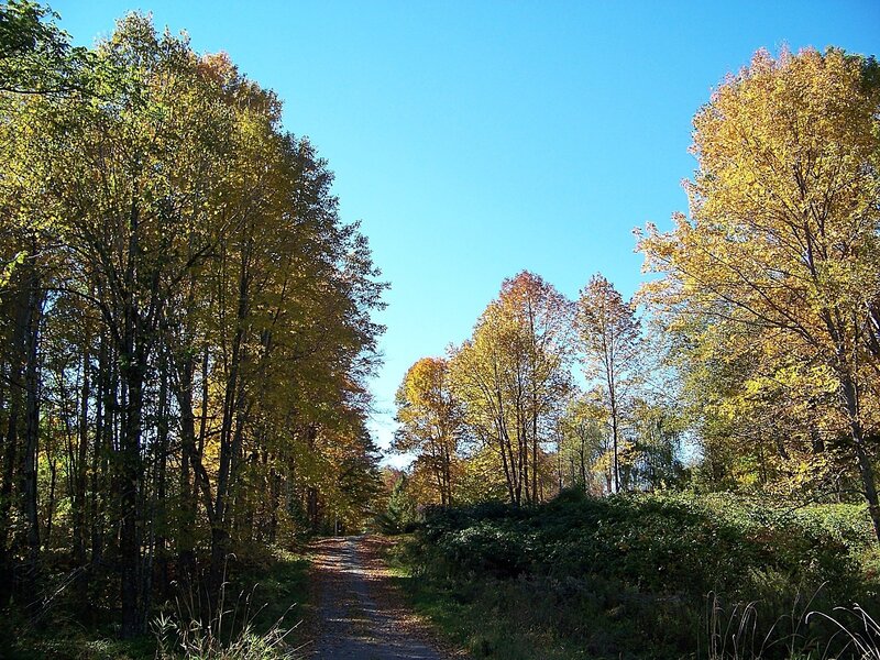 Path Through Autumn Forest — Blue