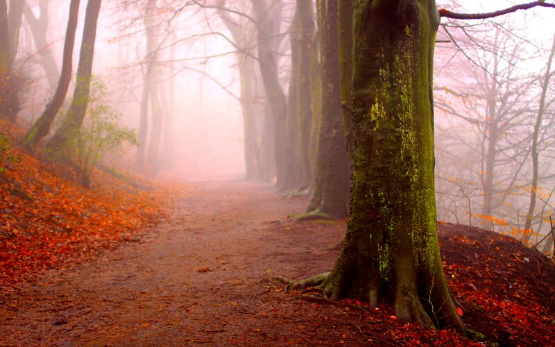 Path Through Autumn Forest — Brown, Misty, Photograph