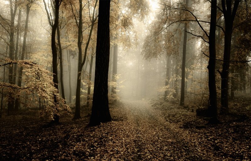 Path Through Autumn Forest — Brown, Misty, Photograph, Trees, Fog, Leaves, Gold