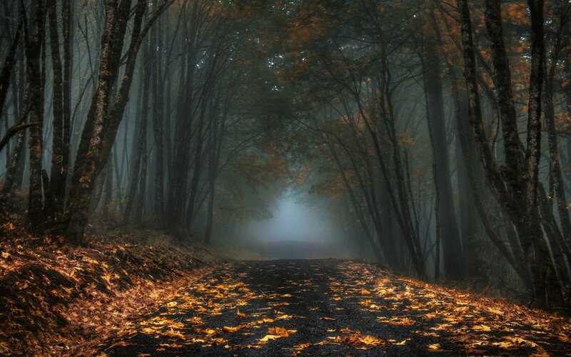 Path Through Autumn Forest — Brown, Misty, Photograph, Trees, Fog, Leaves, Road