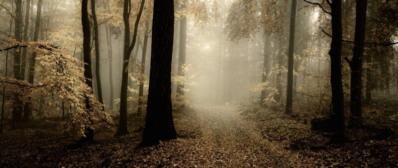 Path Through Autumn Forest — Brown, Misty, Photograph, Trees, Fog, Leaves, Sunlight