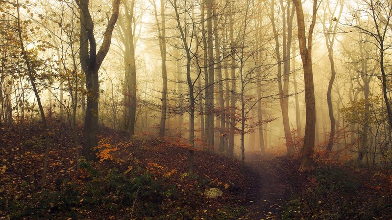 Path Through Autumn Forest — Brown, Misty, Photograph, Trees, Fog, Leaves, Trail