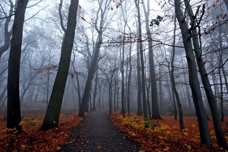 Path Through Autumn Forest — Brown, Misty, Photograph, Trees, Fog
