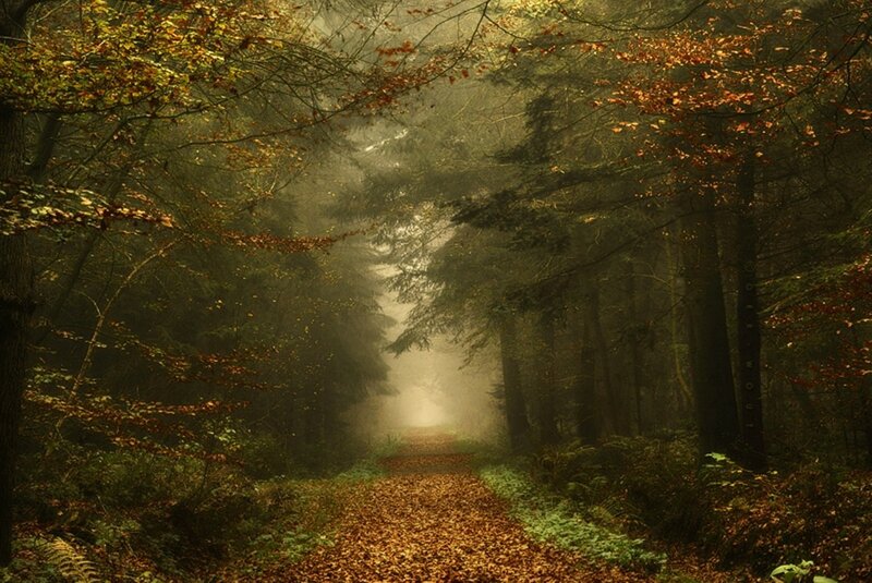 Path Through Autumn Forest — Brown, Misty, Photograph, Trees, Leaves, Fog, Green