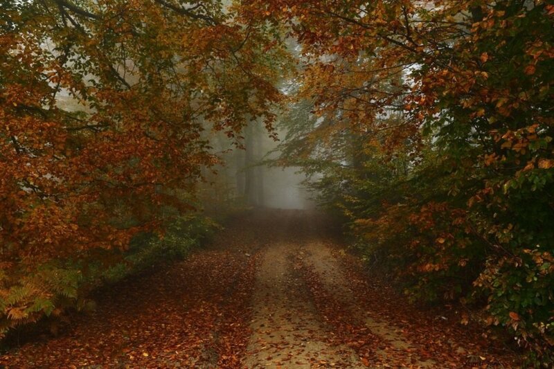 Path Through Autumn Forest — Brown, Misty, Photograph, Trees, Leaves