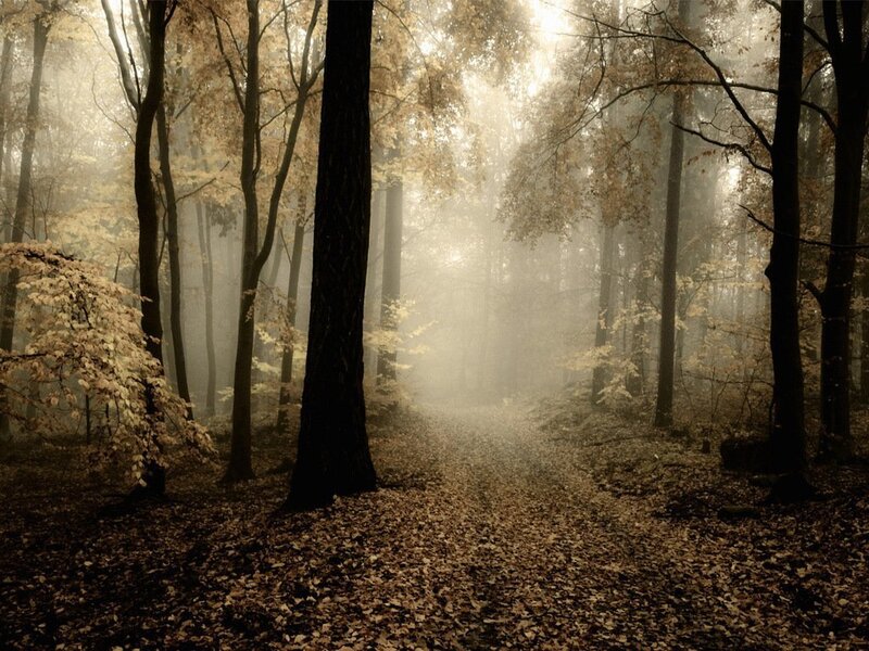 Path Through Autumn Forest — Brown, Misty