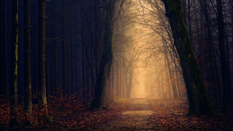 Path Through Autumn Forest — Brown, Mysterious, Photograph
