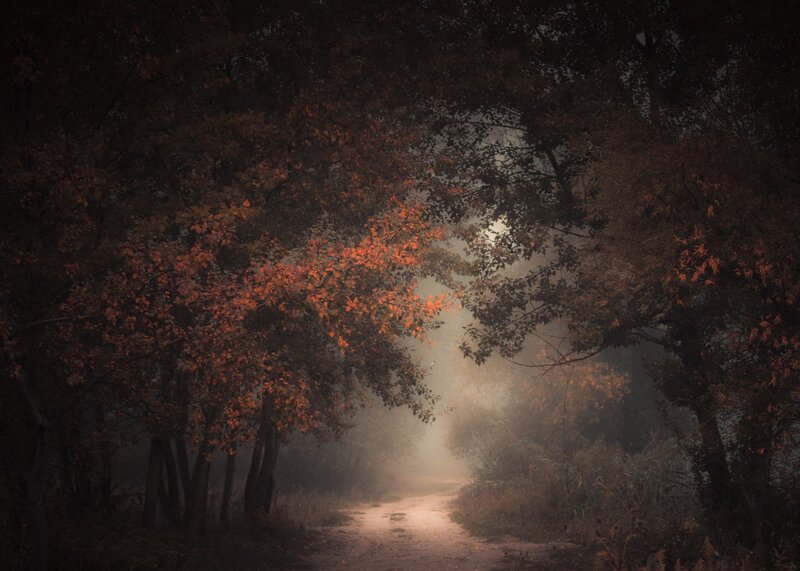 Path Through Autumn Forest — Brown, Mysterious