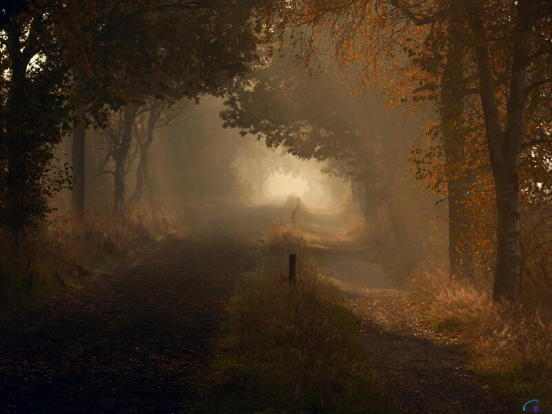 Path Through Autumn Forest — Brown, Serene, Morning
