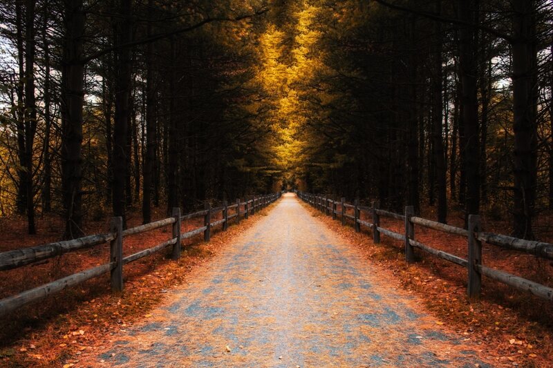 Path Through Autumn Forest — Brown, Serene, Photograph, Fence