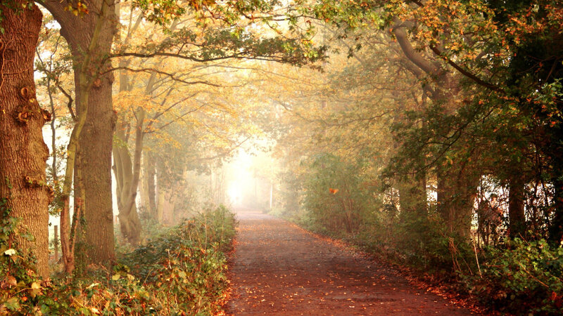 Path Through Autumn Forest — Brown, Serene, Photograph