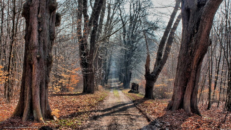 Path Through Autumn Forest — Brown, Serene, Photograph, Trees, Fallen Leaves, Dirt Path, Sunlight